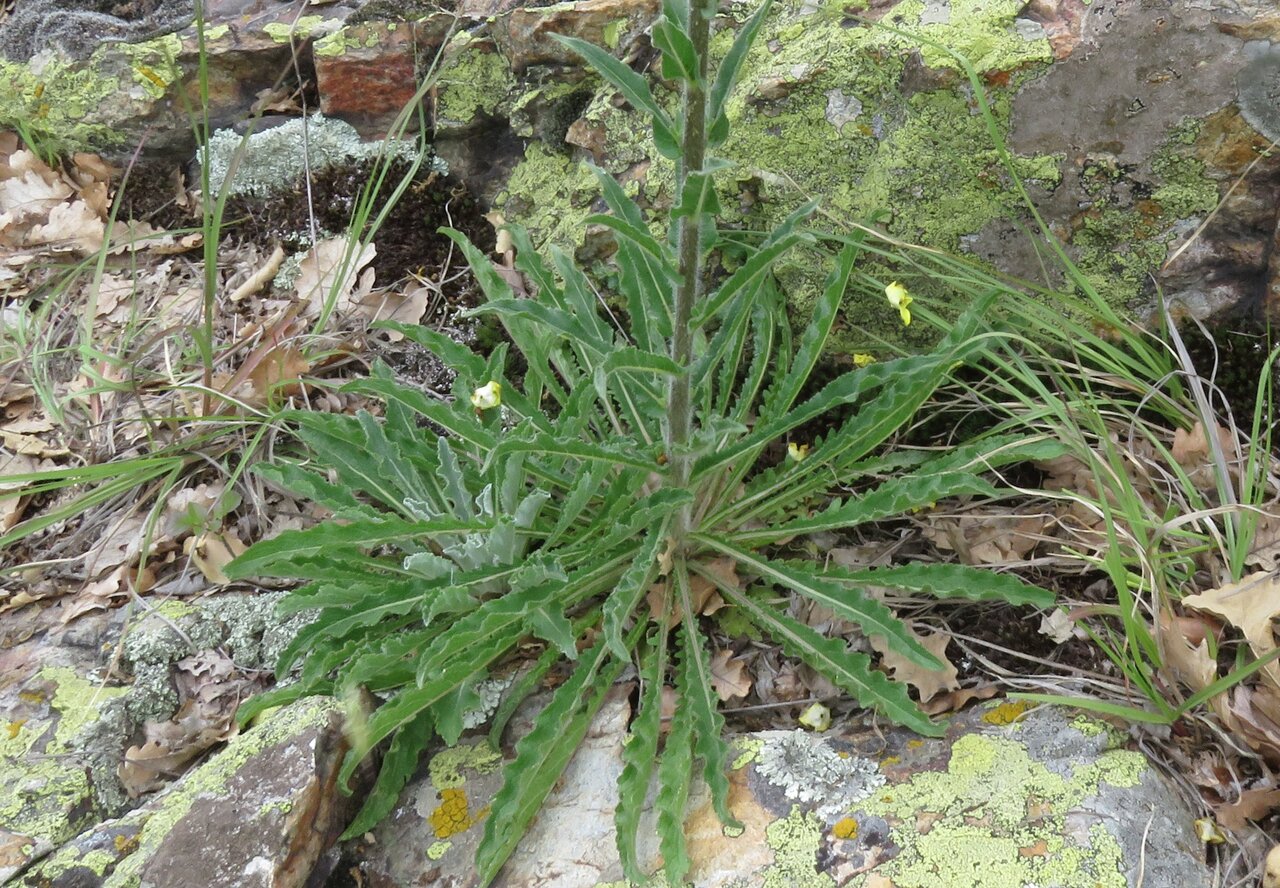 Image of Verbascum adrianopolitanum specimen.