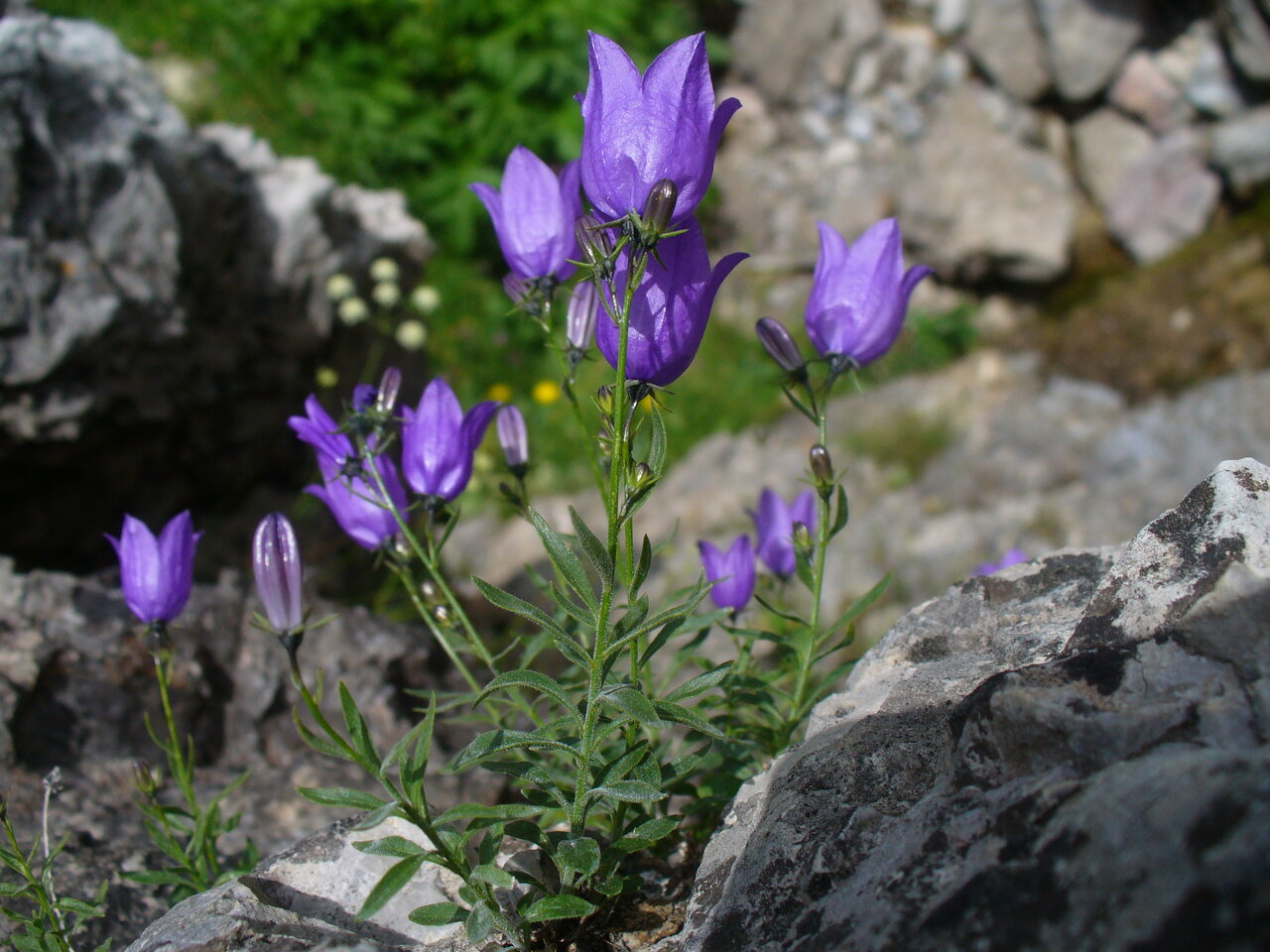 Image of Campanula nejceffii specimen.
