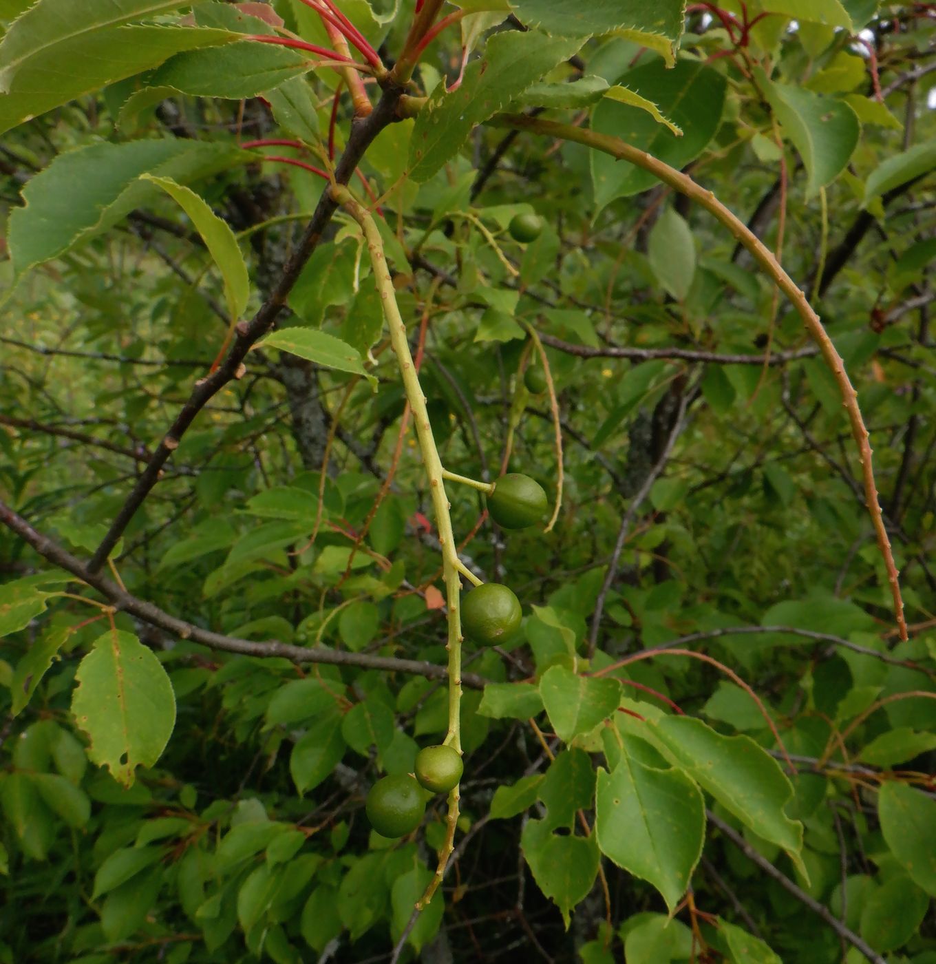 Image of Padus virginiana specimen.