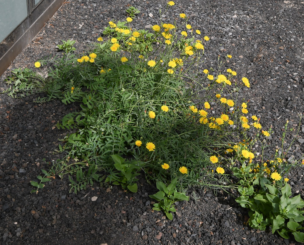 Image of Sonchus tenerrimus specimen.