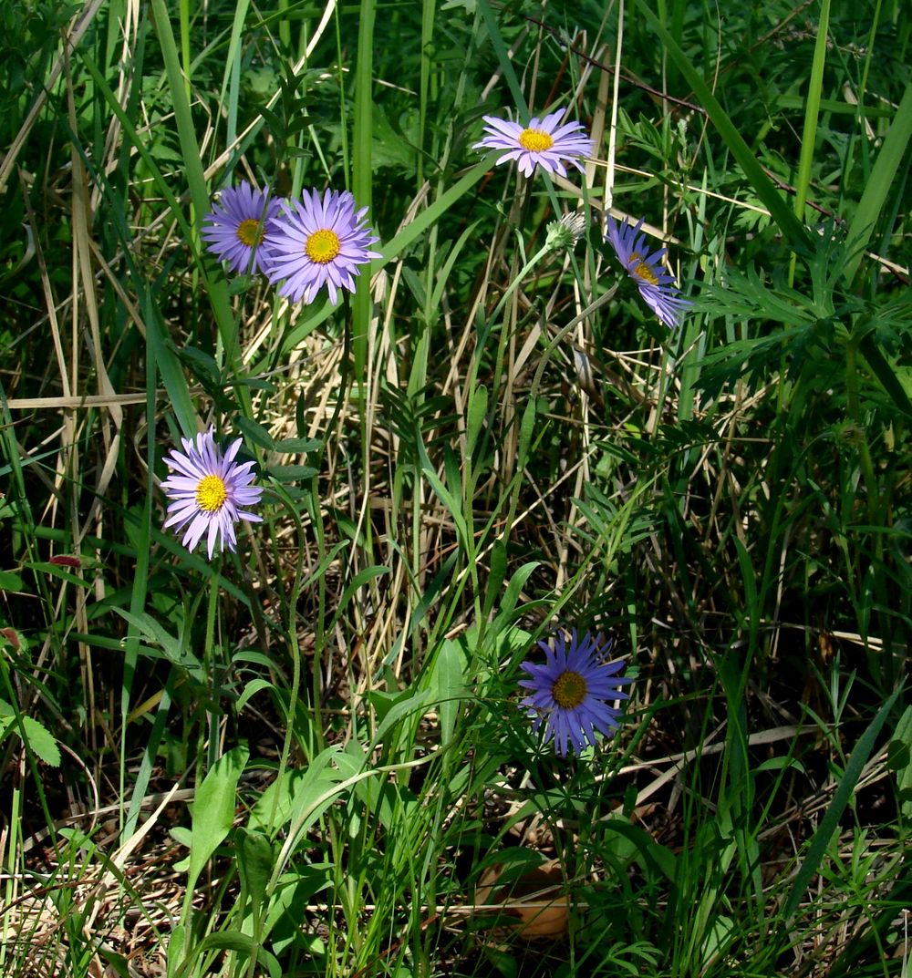 Изображение особи Aster alpinus.