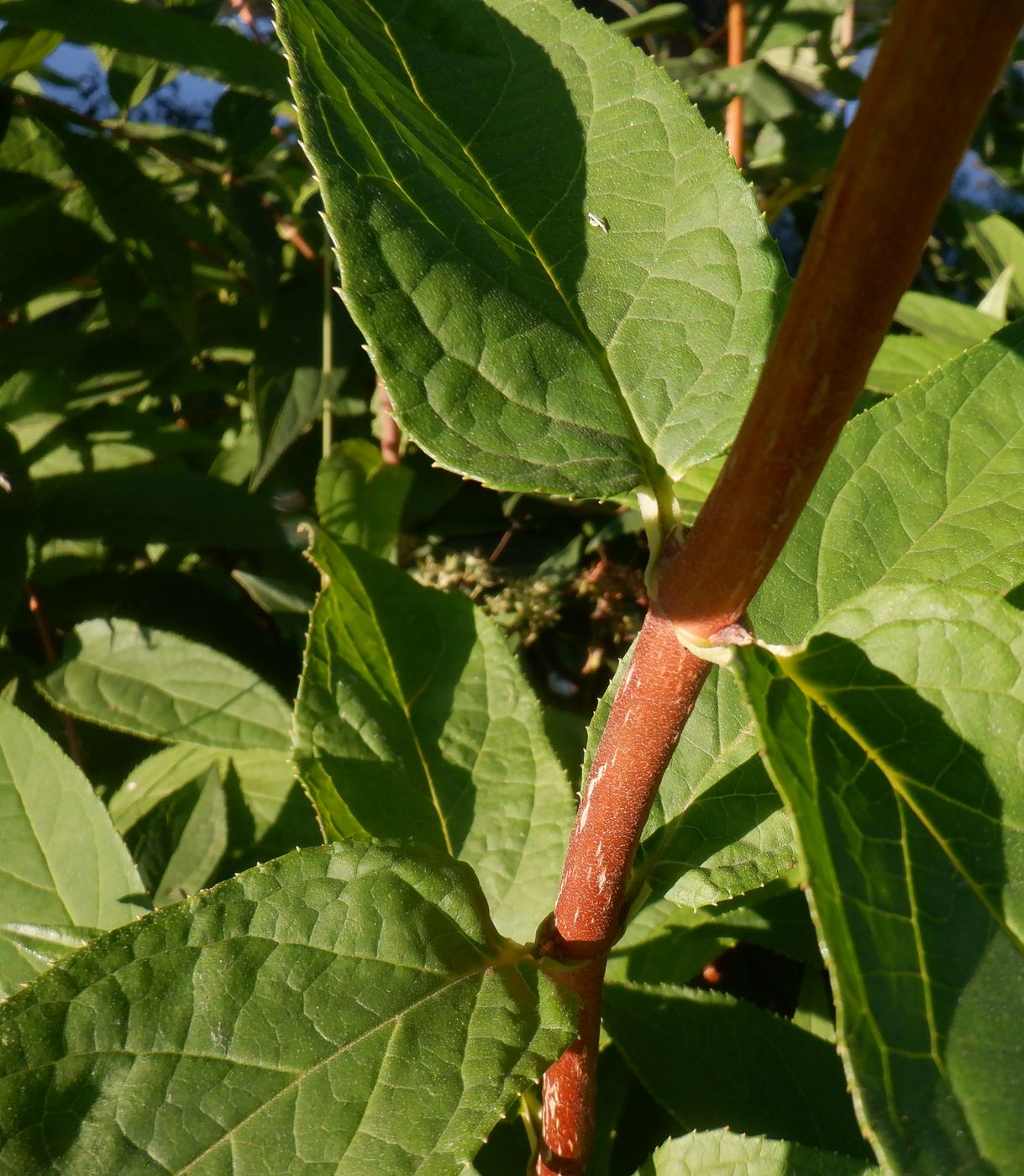 Image of genus Deutzia specimen.