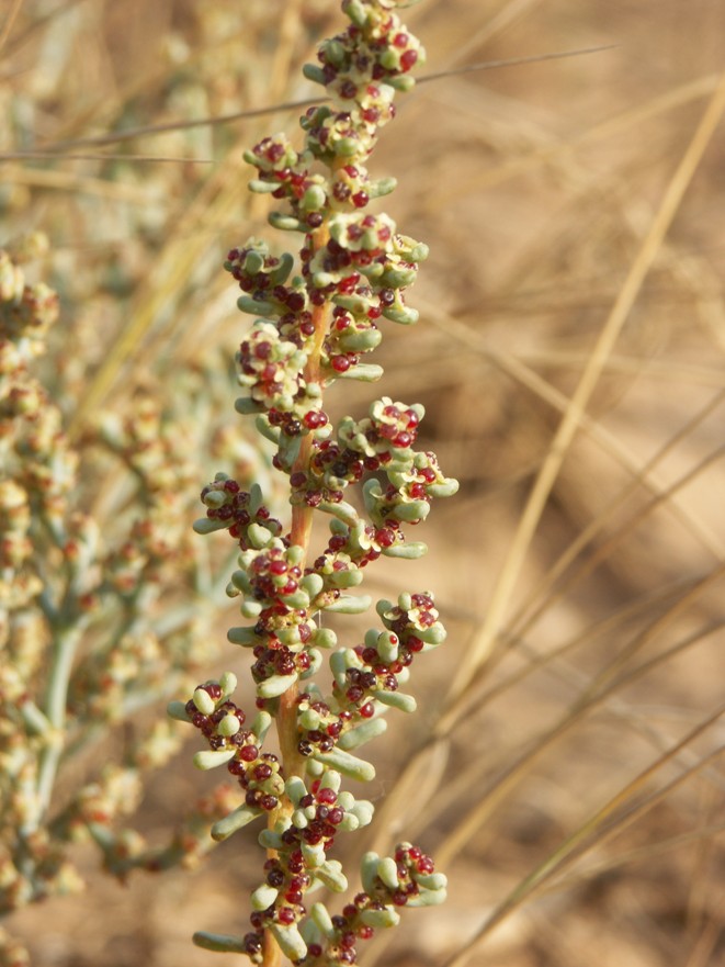 Изображение особи Salsola foliosa.