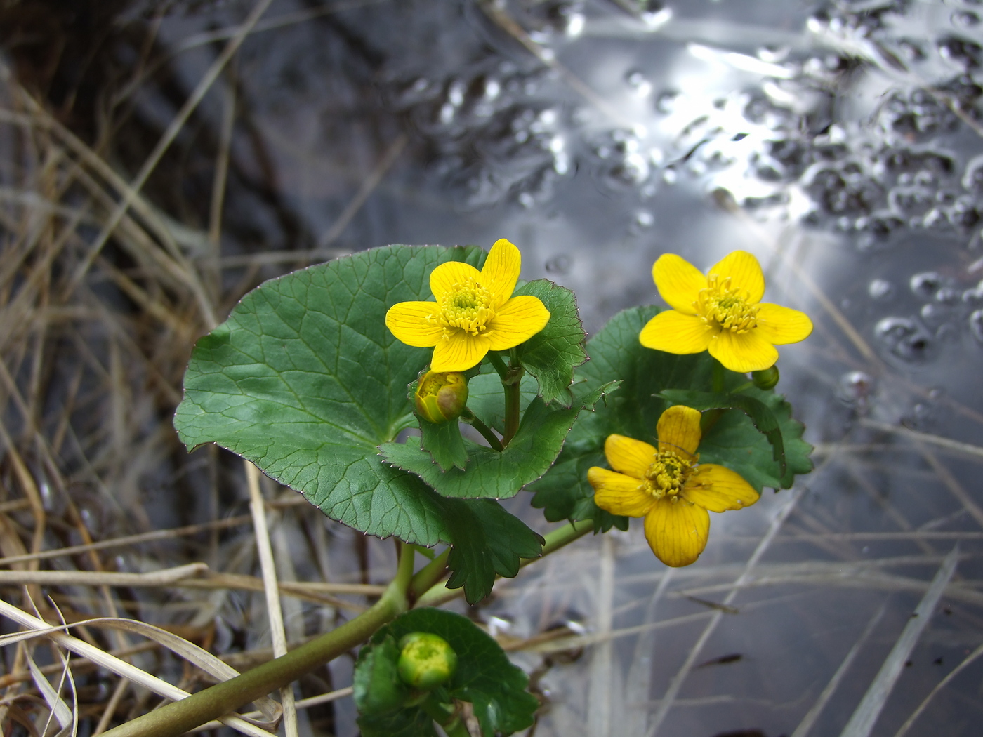 Image of Caltha palustris specimen.