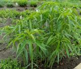 Coreopsis tripteris