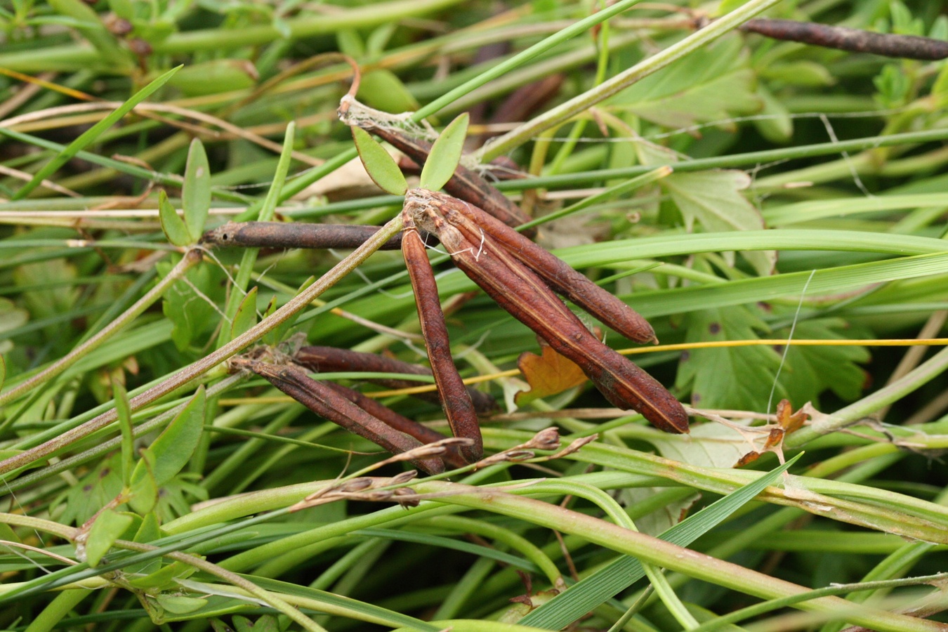 Image of Lotus ruprechtii specimen.