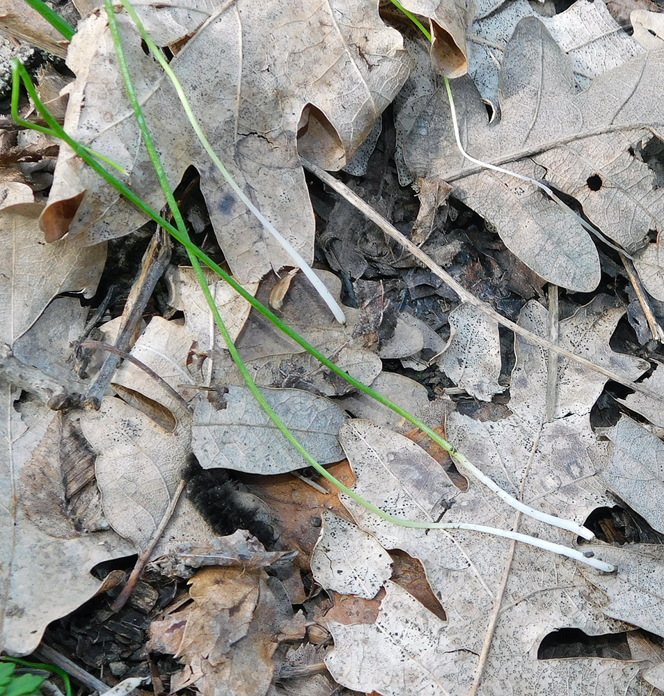 Image of Allium rotundum specimen.