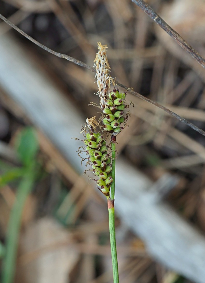 Изображение особи Carex ericetorum.