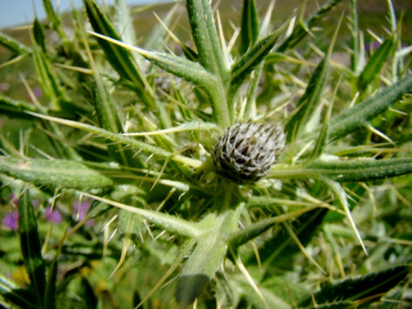 Image of genus Cirsium specimen.