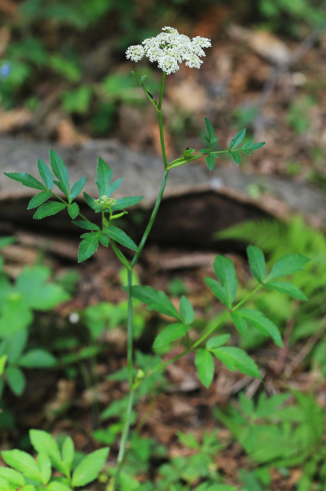 Image of Angelica czernaevia specimen.