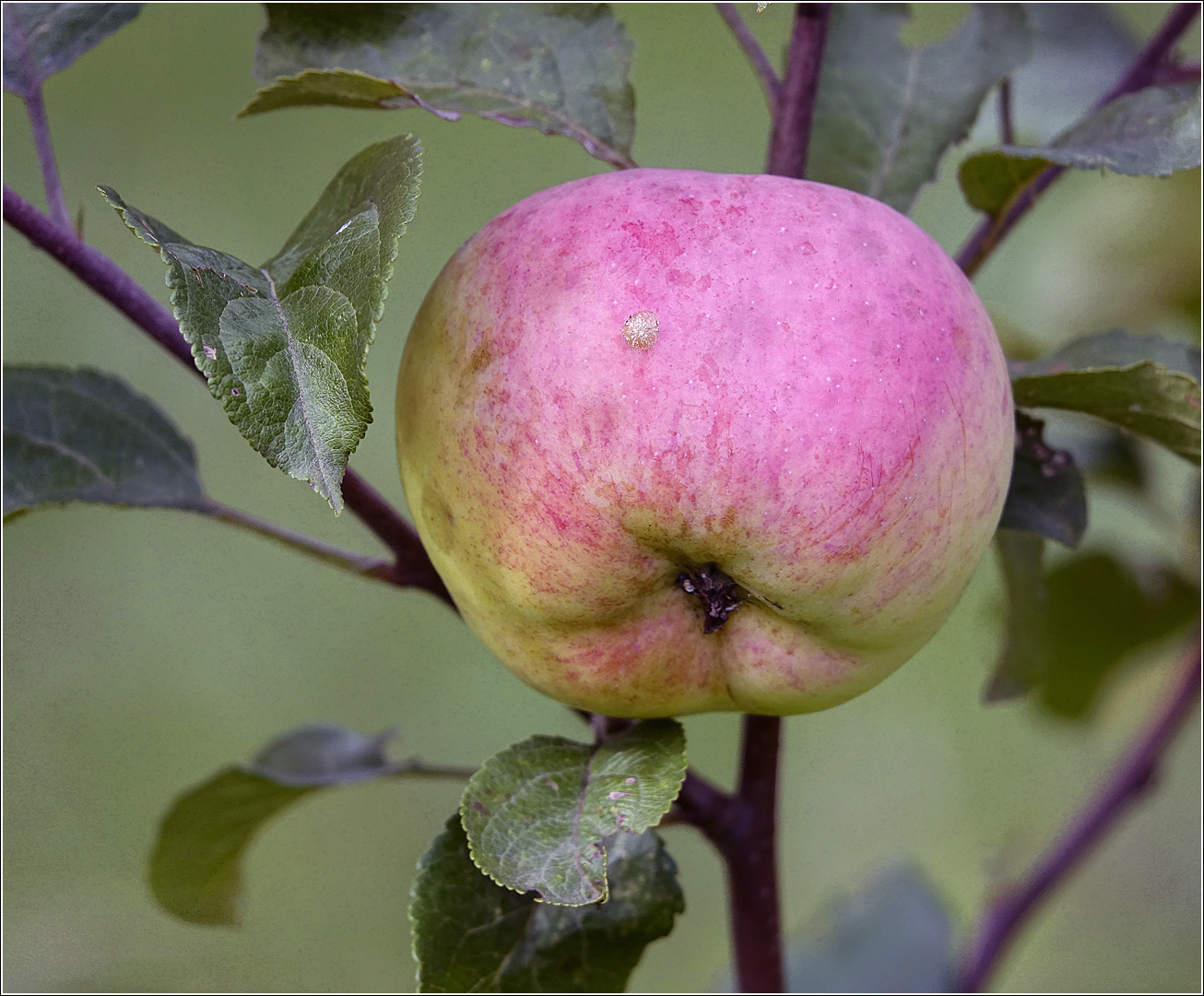 Изображение особи Malus domestica.