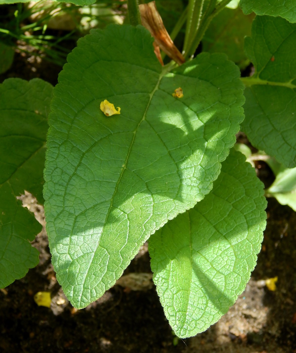 Изображение особи Verbascum nigrum.