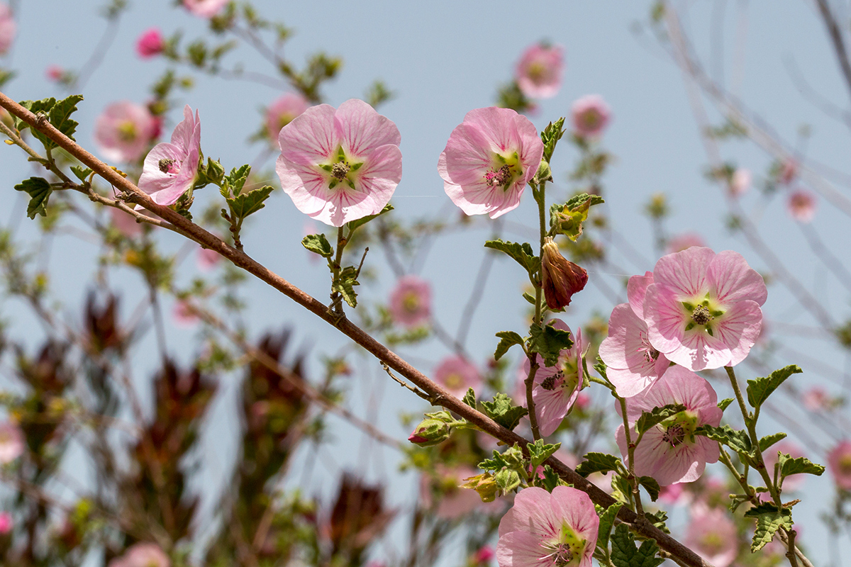 Image of Anisodontea scabrosa specimen.