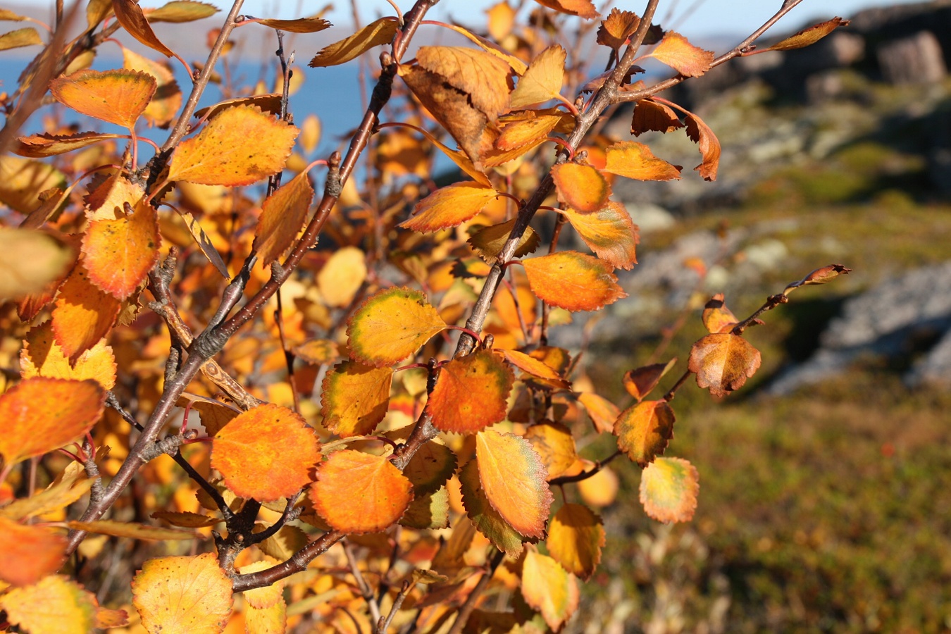 Изображение особи Betula czerepanovii.