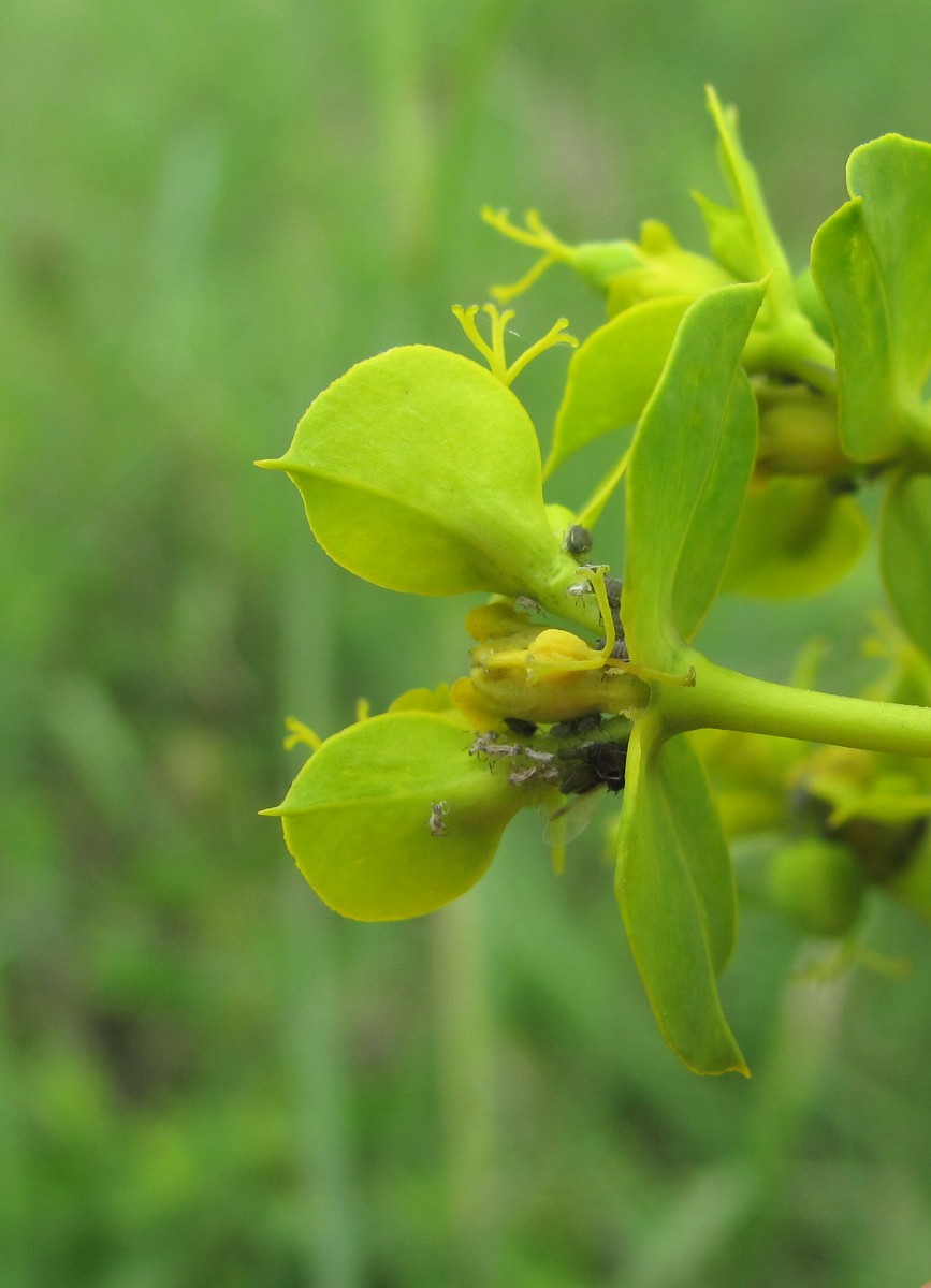 Image of Euphorbia seguieriana specimen.