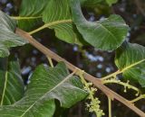 Pappea capensis. Часть побега цветущего растения. Израиль, Иудейские горы, г. Иерусалим, ботанический сад университета. 27.07.2021.