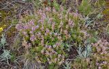 Thymus marschallianus. Цветущие растения. Алтайский край, Змеиногорский р-н, восточный берег оз. Колыванское, каменистый склон. 28.06.2021.