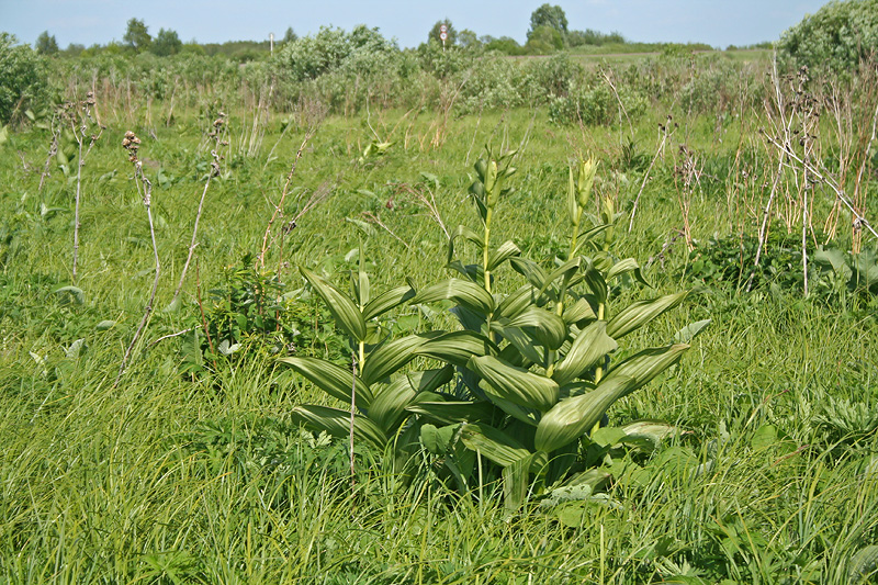 Image of Veratrum lobelianum specimen.