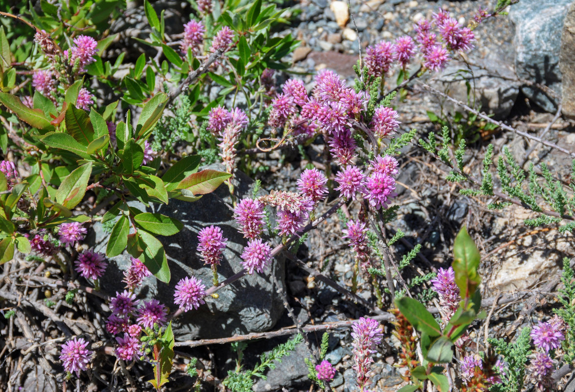 Image of Myricaria squamosa specimen.