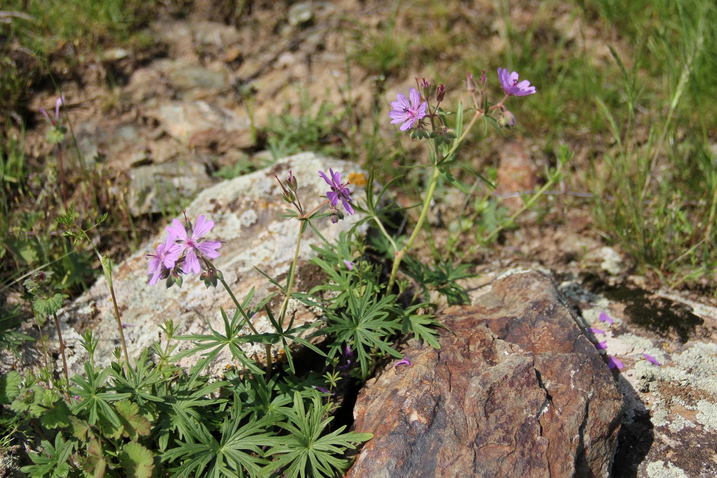 Image of Geranium transversale specimen.