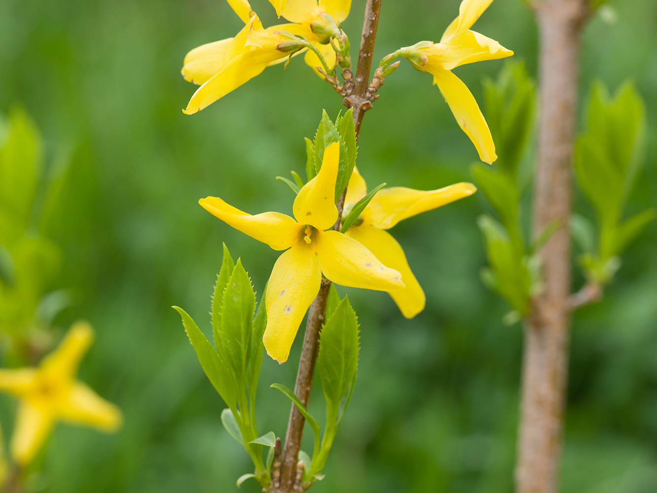 Image of Forsythia &times; intermedia specimen.