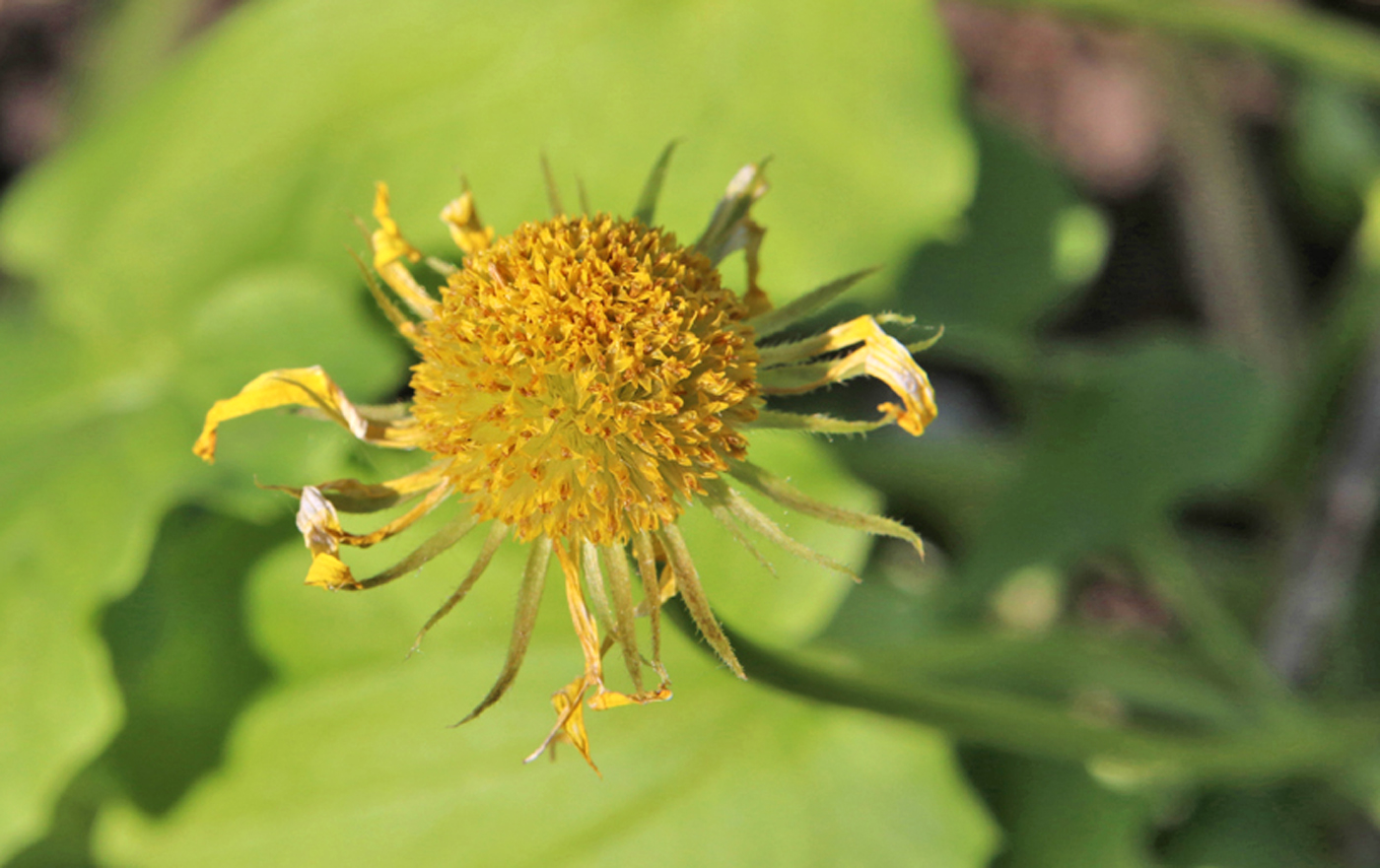 Image of Doronicum orientale specimen.