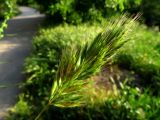 genus Bromus