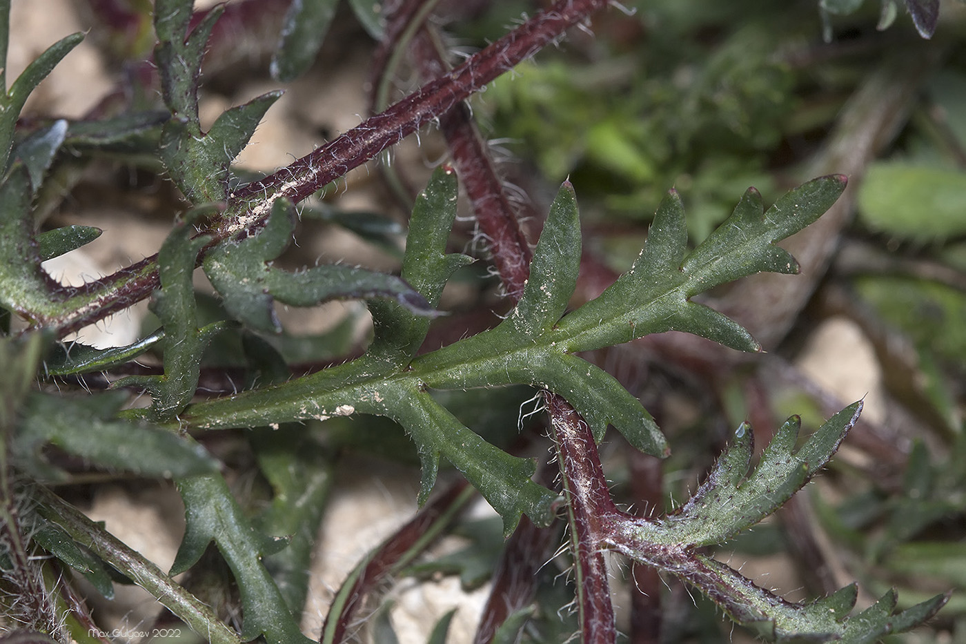 Image of familia Papaveraceae specimen.