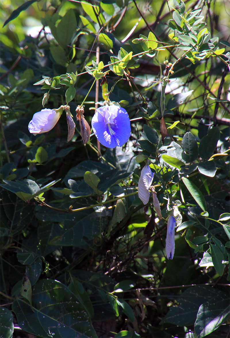 Изображение особи Clitoria ternatea.