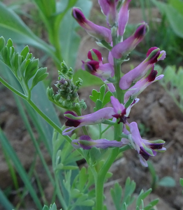 Image of Fumaria officinalis specimen.