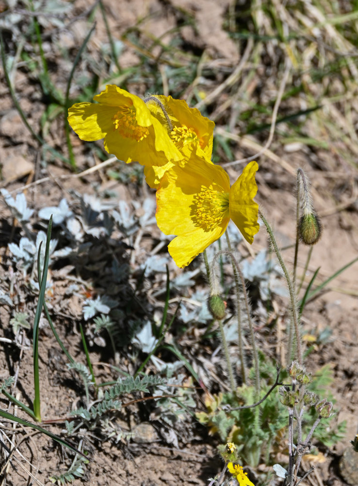 Изображение особи Papaver croceum.