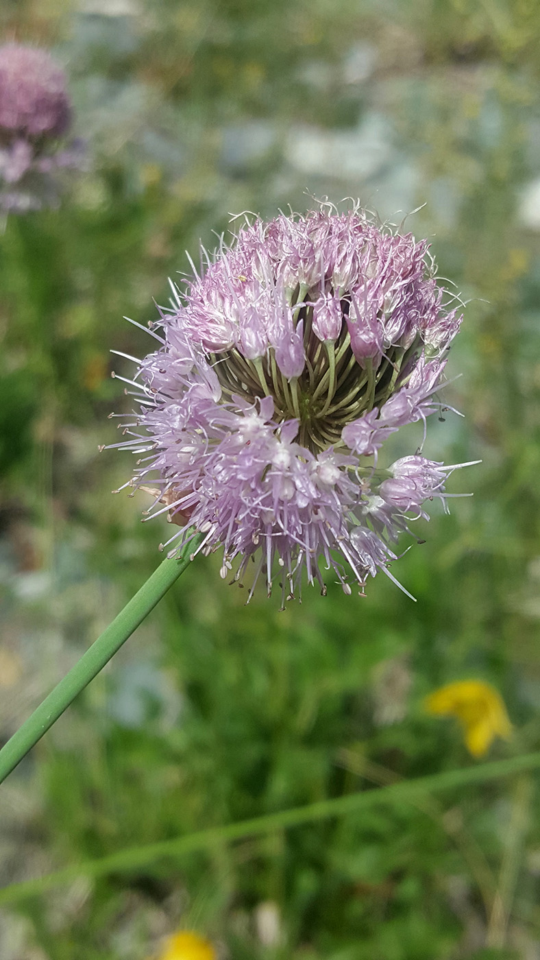 Изображение особи Allium platyspathum.