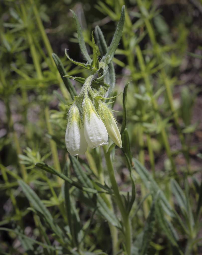 Image of Onosma volgensis specimen.