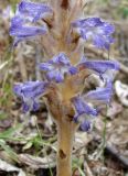 Orobanche coerulescens. Часть цветущего растения. Якутия, Мирнинский р-н, левый берег Вилюя, ниже Светлинской ГЭС. 17.07.2009.