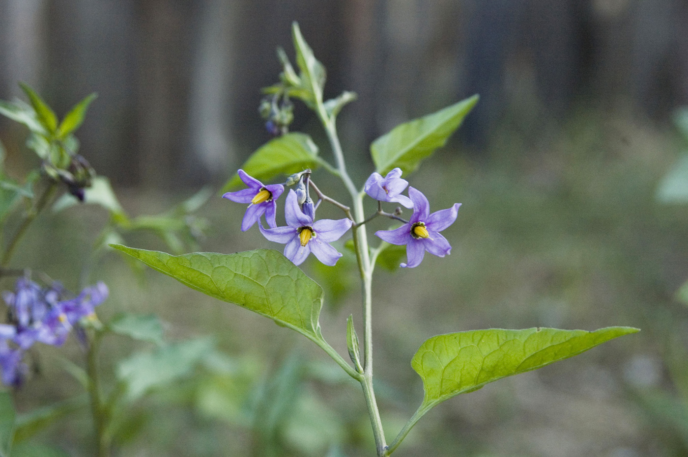 Image of Solanum kitagawae specimen.