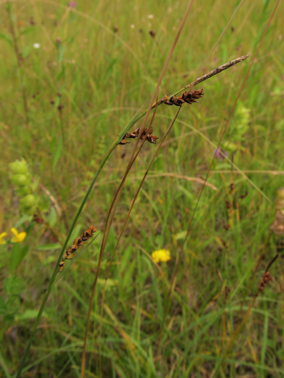 Image of Carex panicea specimen.