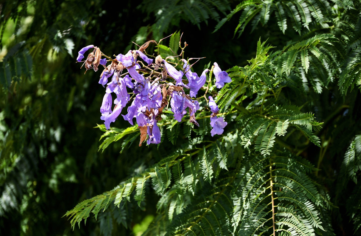 Изображение особи Jacaranda mimosifolia.