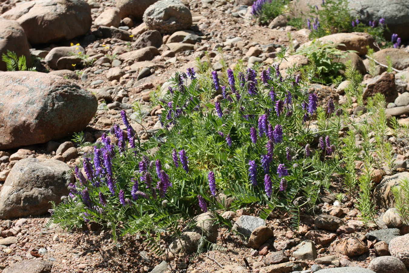 Изображение особи Vicia cracca.