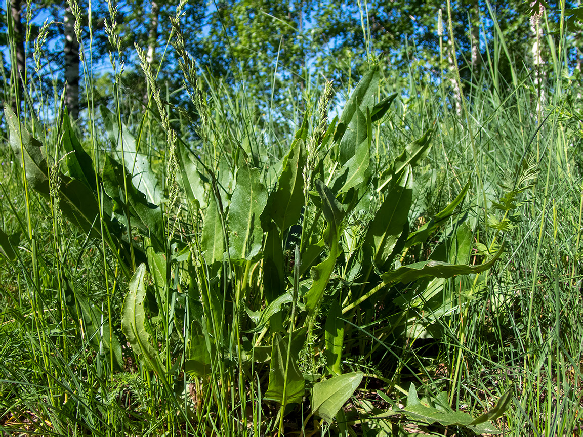 Изображение особи Rumex acetosa.