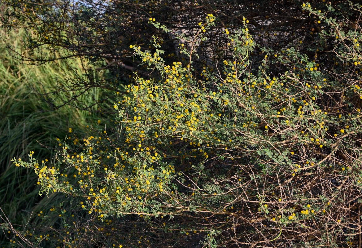 Image of Vachellia pachyceras specimen.