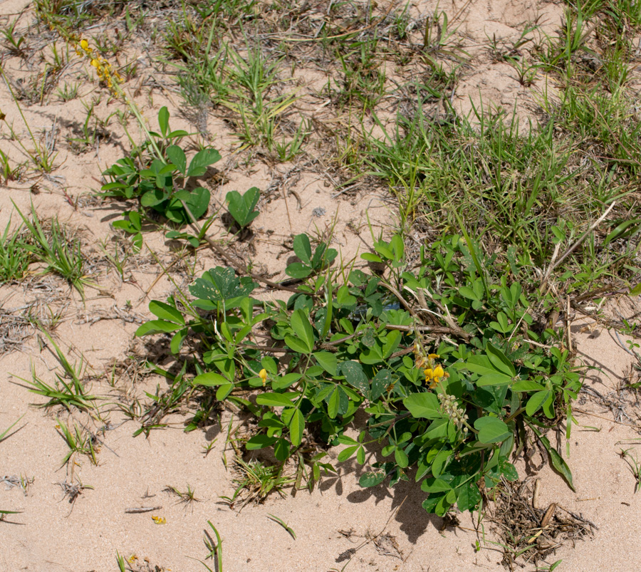 Image of Crotalaria pallida specimen.