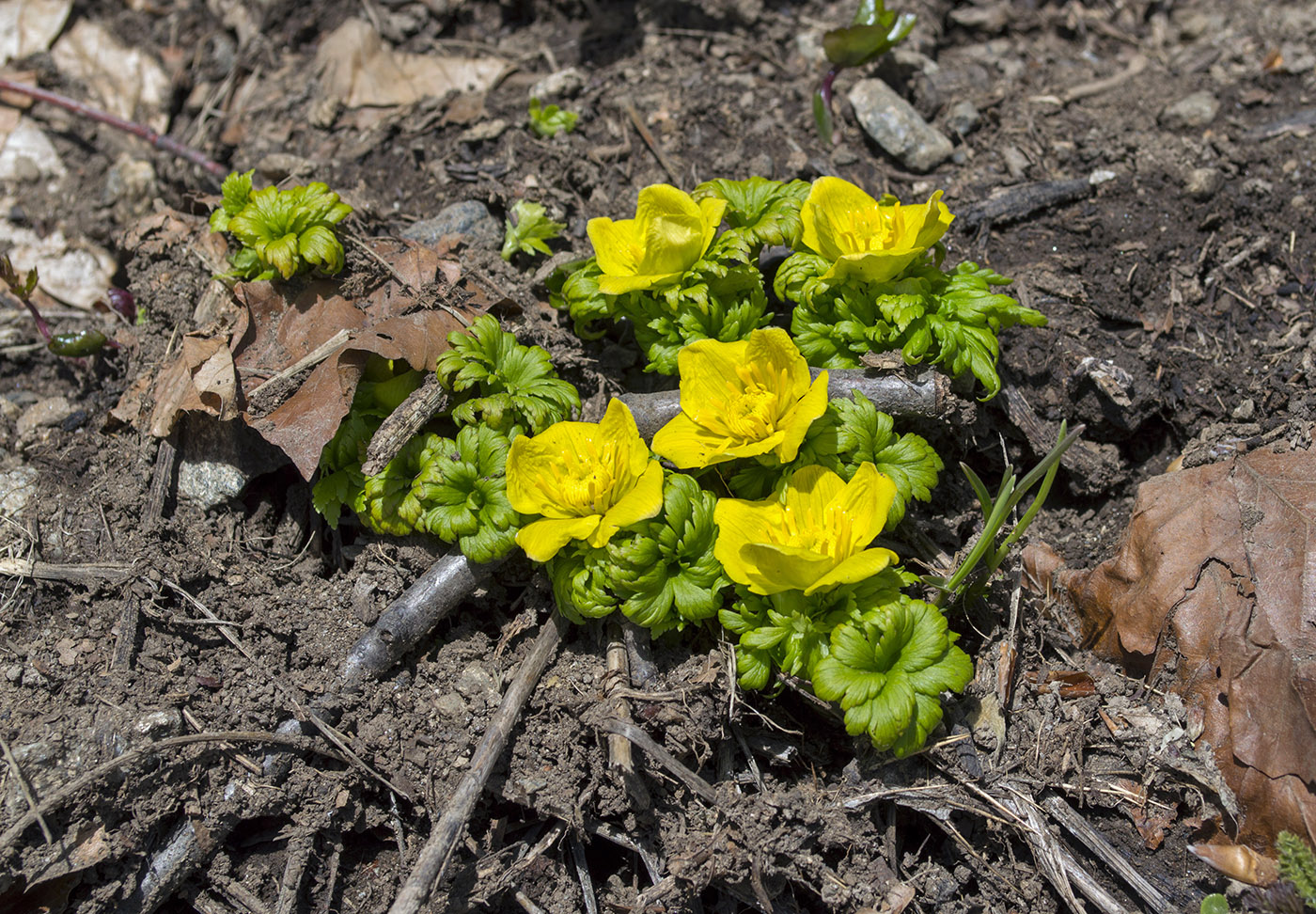 Image of Trollius ranunculinus specimen.