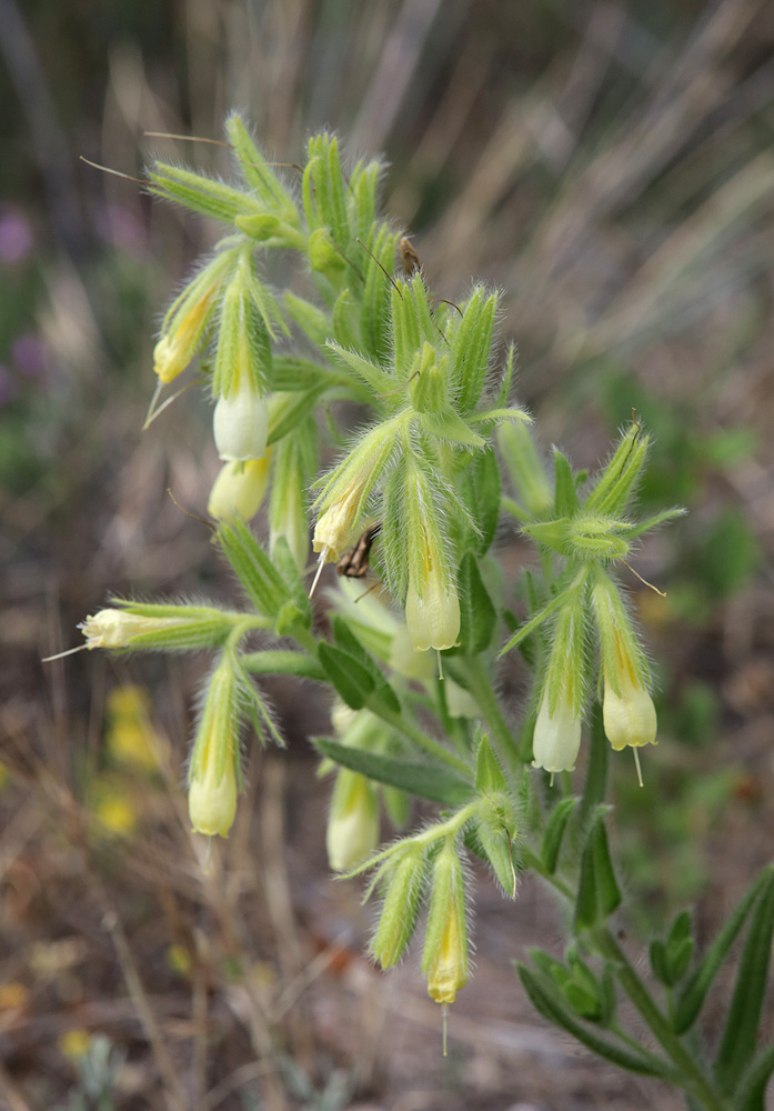 Изображение особи Onosma visianii.