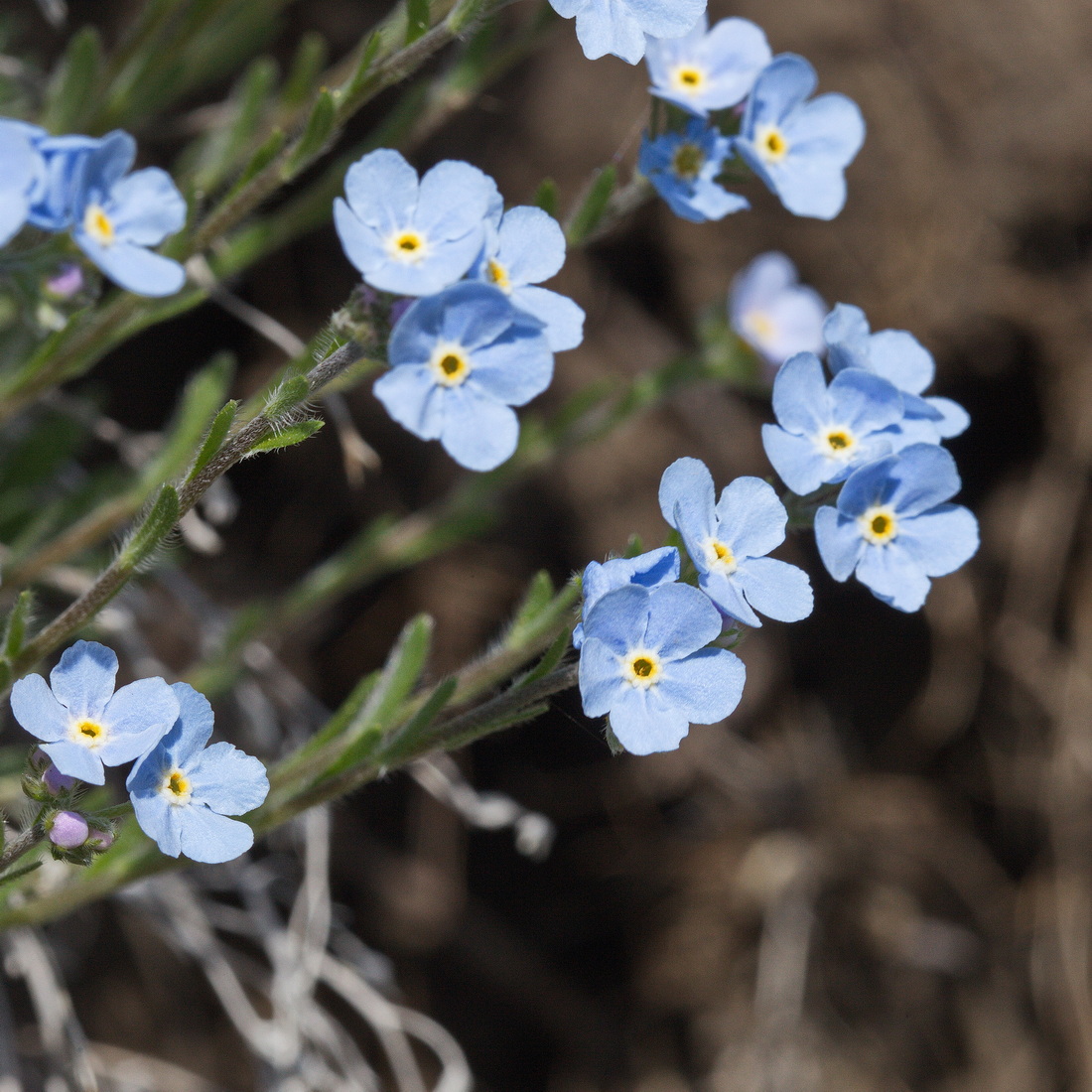 Изображение особи род Eritrichium.