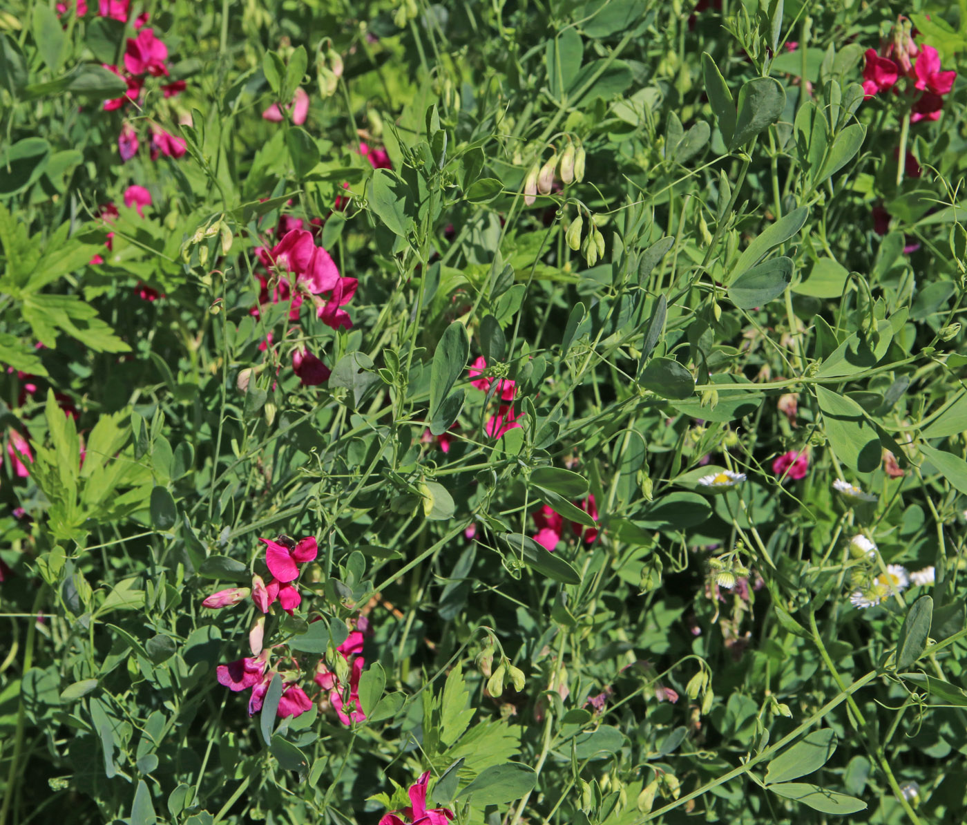 Image of Lathyrus tuberosus specimen.