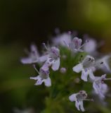 Thymus nummularius. Цветки. Чечня, Итум-Калинский р-н, окр. ур. Цамадой, выс. 1930 м н.у.м., луг. 6 августа 2023 г.