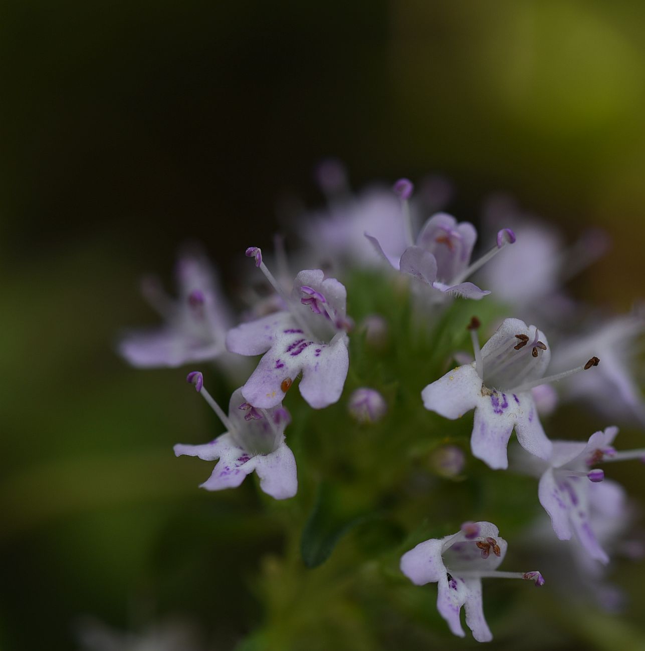 Image of Thymus nummularius specimen.