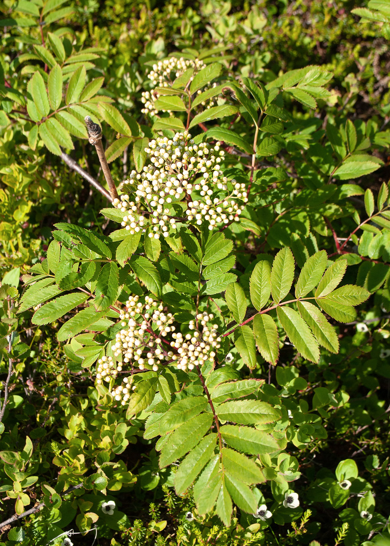 Image of Sorbus aucuparia specimen.