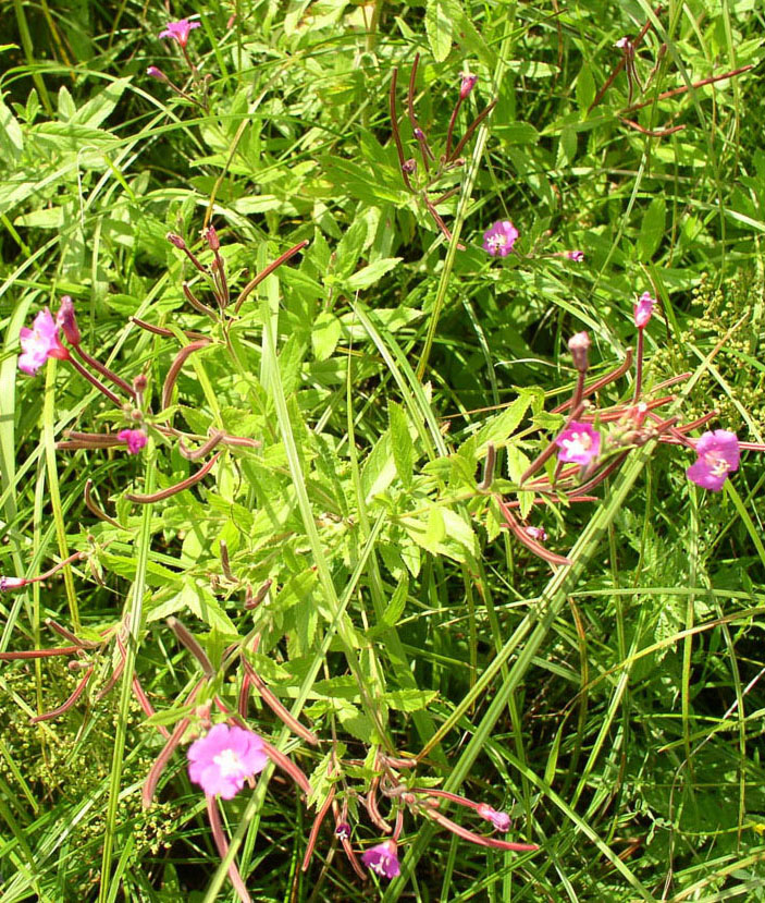 Image of Epilobium hirsutum specimen.