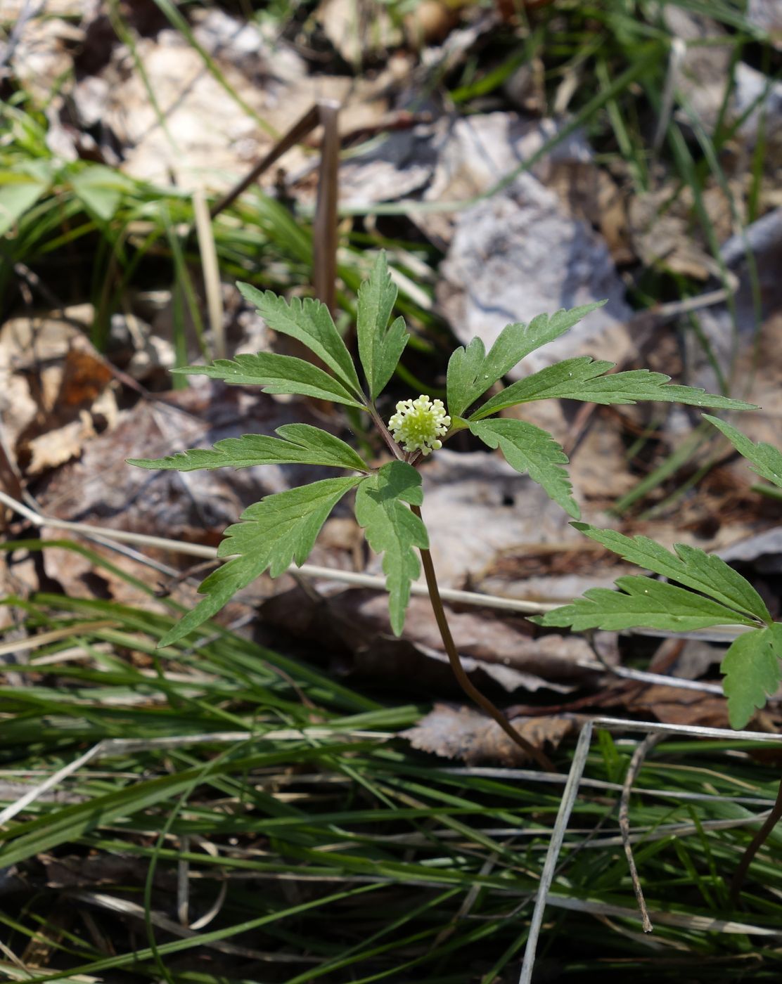 Изображение особи Anemone reflexa.